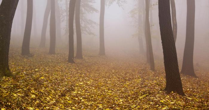 Mist and Fog - Clouds on the ground